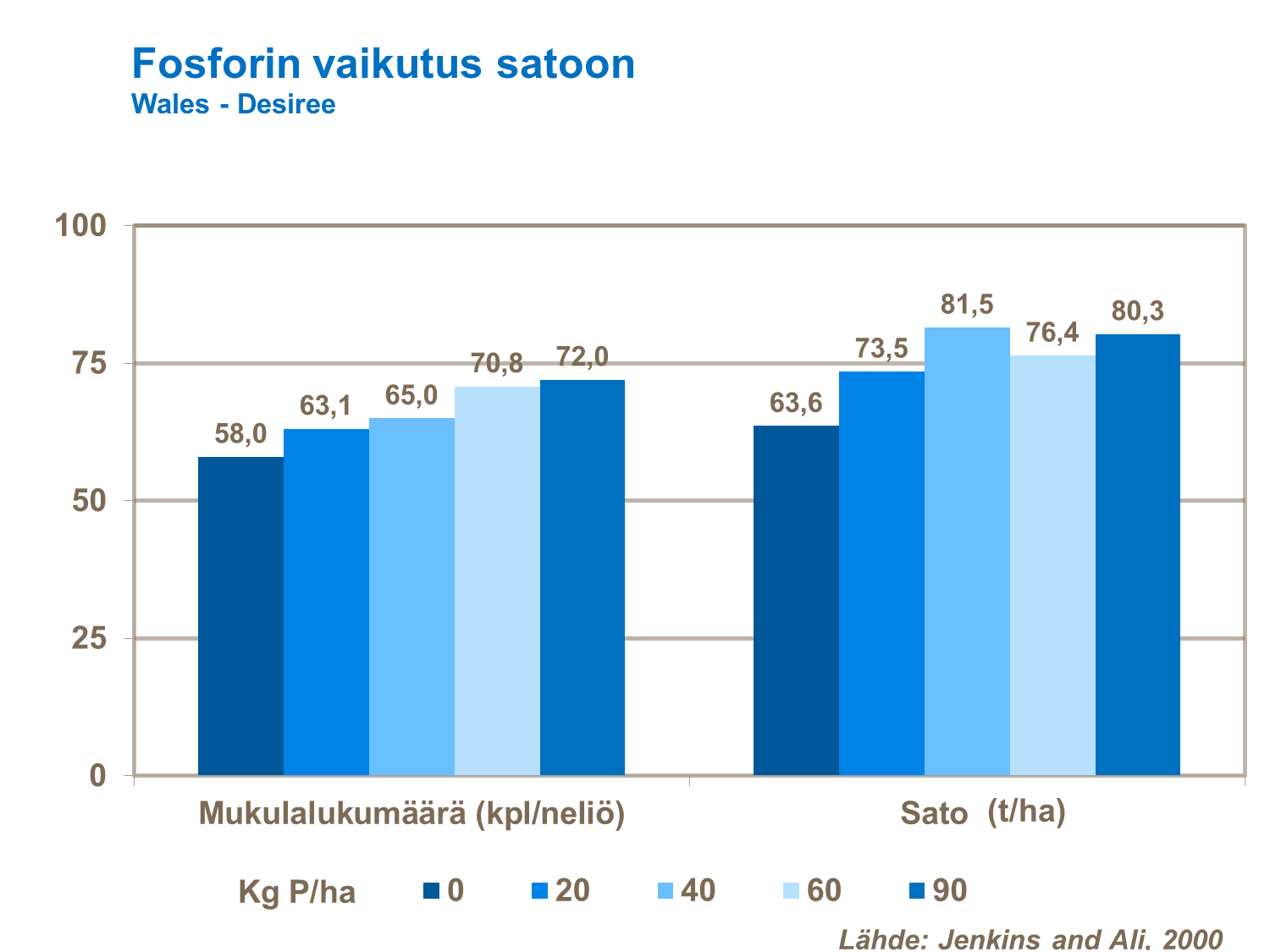 Fosforin saatavuus etenkin mukulanmuodostuksen alussa vaikuttaa mukulamäärään. Mitä enemmän fosforia on saatavilla, sitä enemmän mukulanalkuja syntyy. Fosforin saantiin mukulanmuodostuksen alussa kiinnitetään huomiota esimerkiksi siementuotannossa, jossa tavoitteena on suuri määrä pieniä mukuloita.