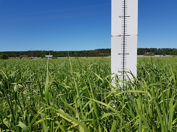 Mitta 45 cm