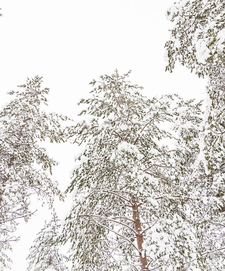 Testaa tietosi ja voita raivaussaha!